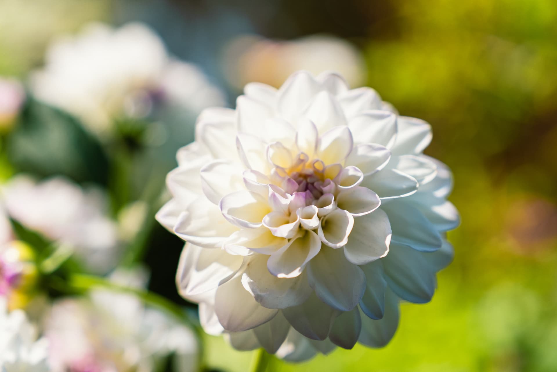 White dahlia in the sunlight
