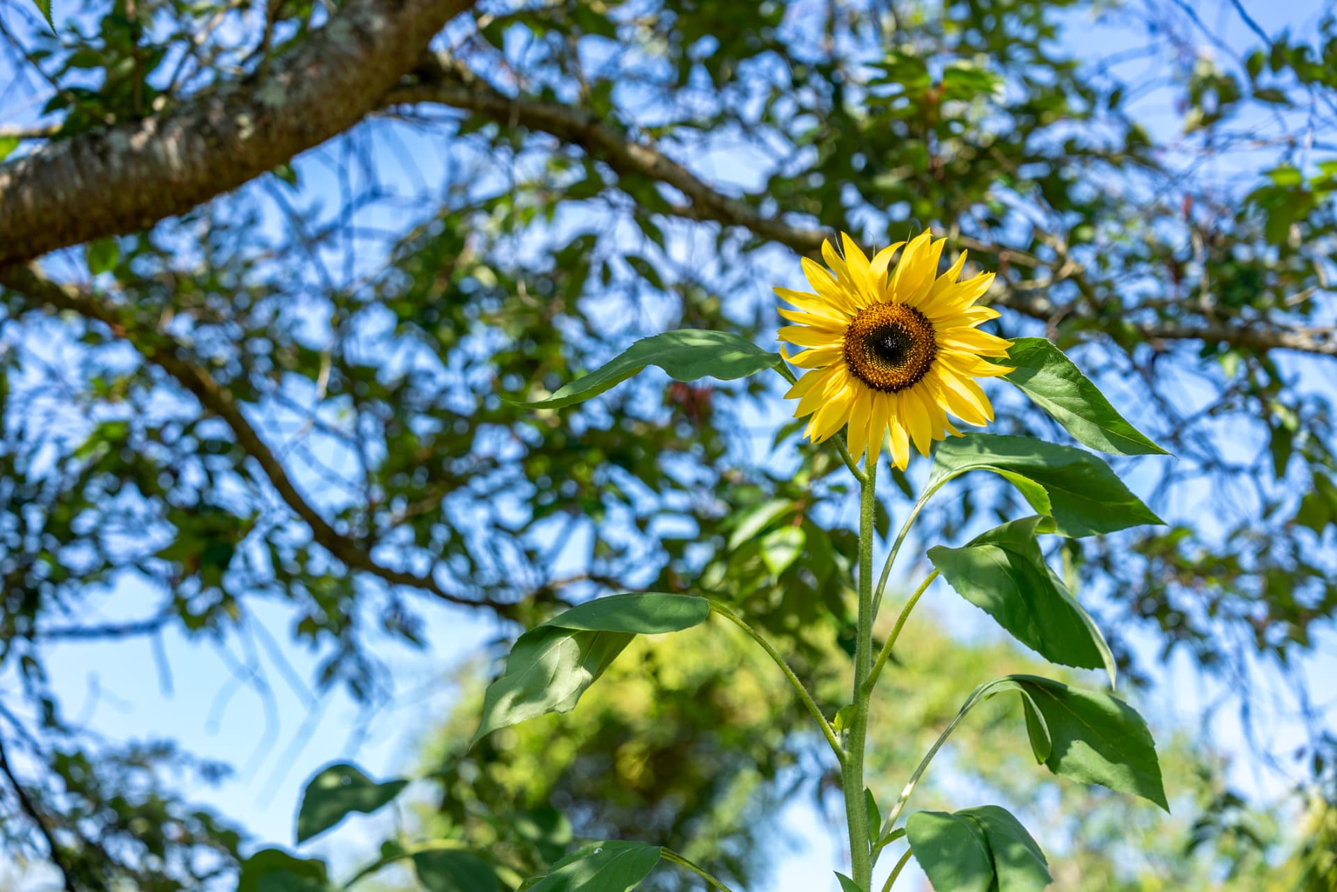 Sunflower against the summer foliage